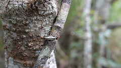 Gasteracantha westringi