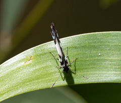 Psychonotis caelius