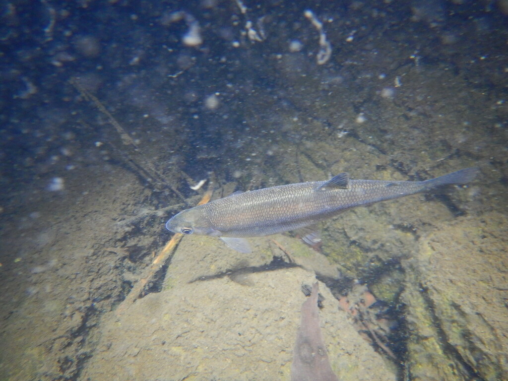 Australische vlagzalm (Prototroctes maraena) — Retropinnidae