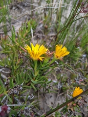 Lampranthus bicolor