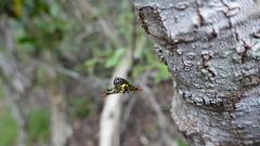 Gasteracantha westringi