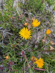 Lampranthus bicolor