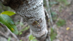 Gasteracantha westringi