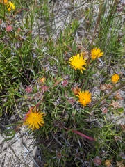 Lampranthus bicolor