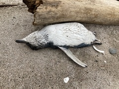 Eudyptula minor iredalei