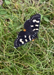 Phalaenoides tristifica