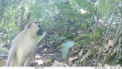 Chlorocebus tantalus