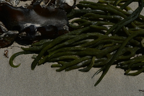 Codium galeatum observed 2022-12-18