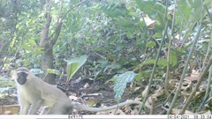 Chlorocebus tantalus