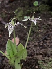 Scoliopus bigelovii