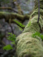 Polypodium glycyrrhiza