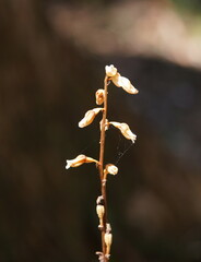 Gastrodia procera