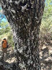 Quercus tuberculata