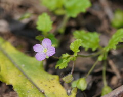 Veronica calycina