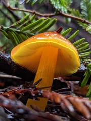Hygrocybe singeri