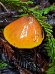 Hygrocybe singeri