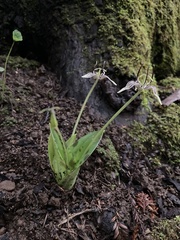 Scoliopus bigelovii