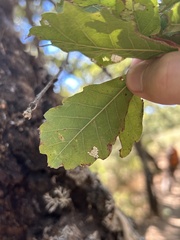 Quercus tuberculata