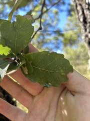 Quercus tuberculata