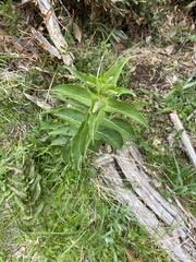 Veronica derwentiana