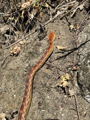 Pituophis vertebralis