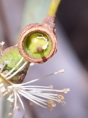 Eucalyptus laeliae