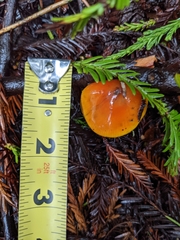 Hygrocybe singeri