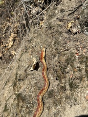 Pituophis vertebralis