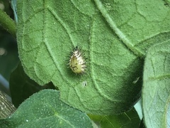 Henosepilachna vigintioctopunctata