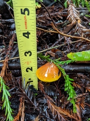 Hygrocybe singeri