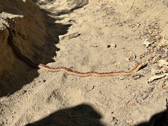 Pituophis vertebralis