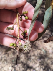 Eucalyptus laeliae