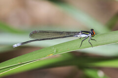 Pseudagrion ignifer