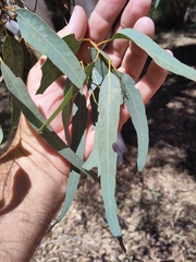 Eucalyptus laeliae