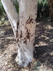 Eucalyptus laeliae