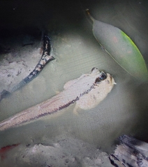 Periophthalmodon schlosseri