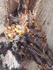 Eucalyptus laeliae