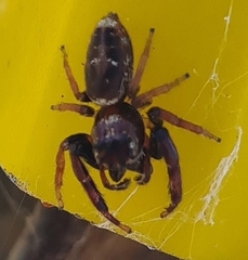 Opisthoncus sexmaculatus