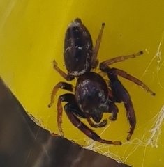 Opisthoncus sexmaculatus