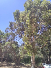 Eucalyptus laeliae
