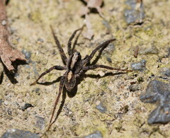 Artoriinae