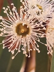 Eucalyptus laeliae