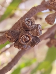 Eucalyptus laeliae