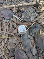 Plectotropis mackensii