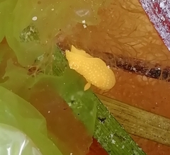 Doris chrysoderma