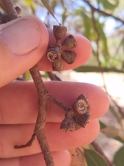 Eucalyptus laeliae
