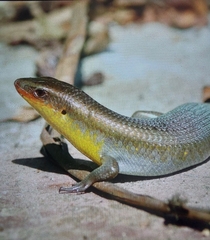Eutropis multifasciata
