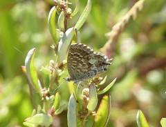 Theclinesthes serpentata
