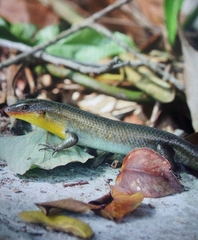 Eutropis multifasciata