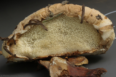 Spongiporus leucospongia